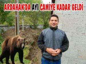 Ardahan'da Ayı Camiye Kadar Geldi