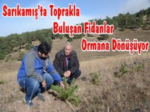 Sarıkamış'ta Fidanlar Ormana Dönüşüyor