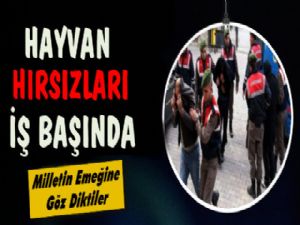 Hayvan Hırsızları İş Başında