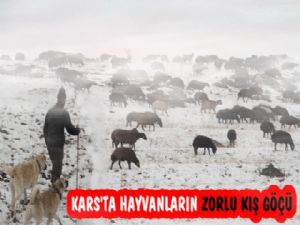 Kars'ta Hayvanların Zorlu Kış Göçü