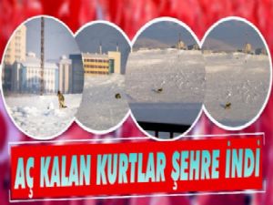 Kars'ta aç kurtlar şehir merkezine indi