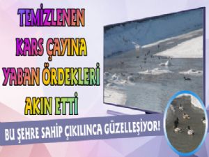 Kars Çayına Yaban Ördekleri Akın Etti