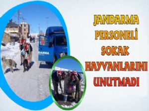 Jandarma Ekipleri Sokak Hayvanlarını Unutmadı