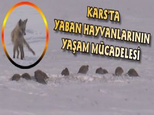 Yaban Hayvanlarının Yaşam Mücadelesi