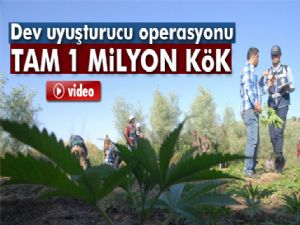 Dev uyuşturucu operasyonu: Tam 1 milyon kök