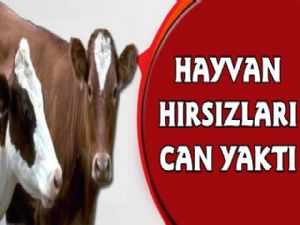 Kars'ta Hayvan Hırsızlığı