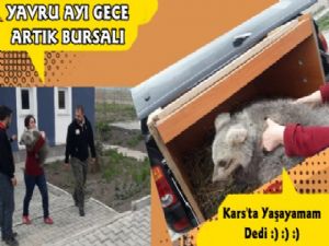 Kars'taki Yavru Ayı 'GECE' Artık Bursalı