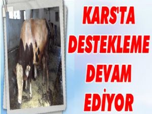 Kars'ta damızlık boğa dağıtımı devam ediyor