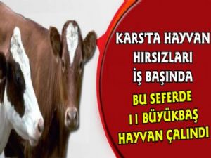 Kars'ta Hayvan Hırsızları İşbaşında, 11 Büyükbaş Hayvan Çalındı