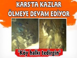 Kars'ta Kaz Ölümleri Devam Ediyor