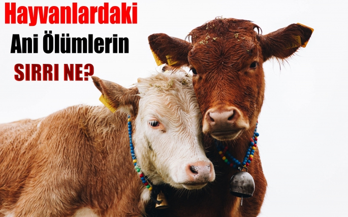 Hayvanlardaki Ani Ölümlerin Sırrı Ne?