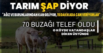 Kars'ta Şap'ın Korkutucu Bilançosu