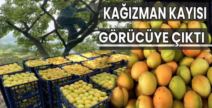 Kağızman Kayısısı Pazarlarda Yerini Almaya Başladı