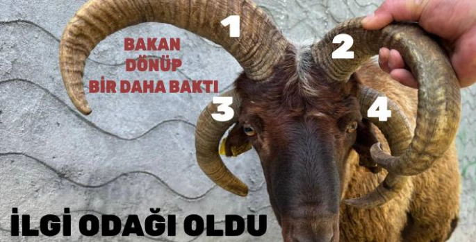 Kağızman Kurban Pazarı'nda 4 Boynuzlu Koç Şaşkınlık Yarattı!