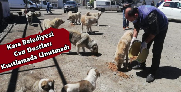 Kars Belediyesi Kısıtlamada Can Dostları Unutmadı