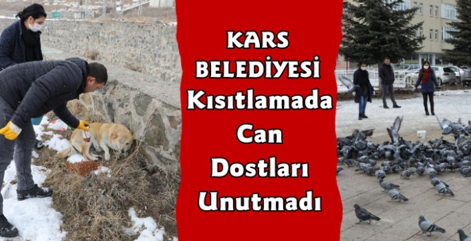 Kars Belediyesi Kısıtlamada Sokak Hayvanlarını Unutmadı