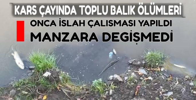 Kars Çayı'nda Toplu Balık Ölümleri