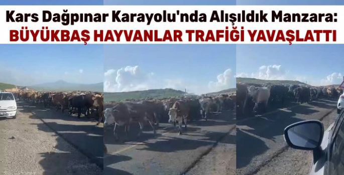 Kars Dağpınar Karayolu'nda Alışıldık Manzara: Büyükbaş Hayvanlar Trafiği Yavaşlattı