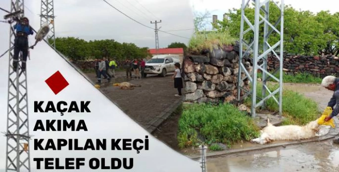Kars'ın Digor İlçesinde Elektrik Akımına Kapılan Keçi Telef Oldu