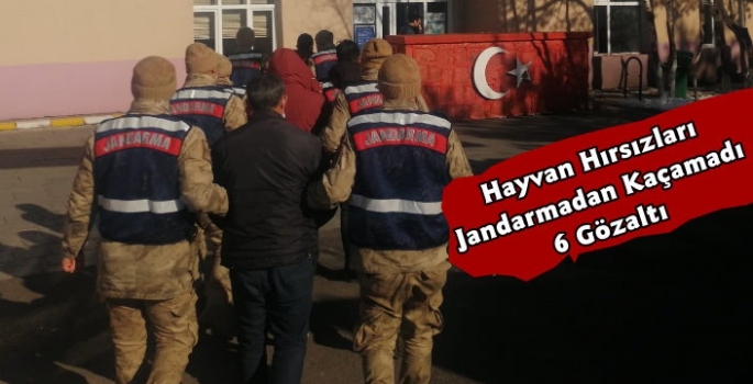 Kars Jandarmadan Hayvan Hırsızlarına Operasyon 6 Gözaltı 