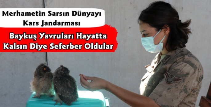 Kars Jandarmadan Yaban Hayatına Yardım Eli