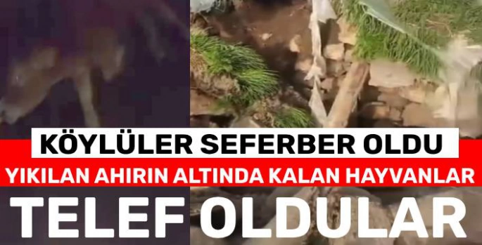 Kars'ta Ahır Çöktü: Büyükbaş Hayvanlar Telef Oldu