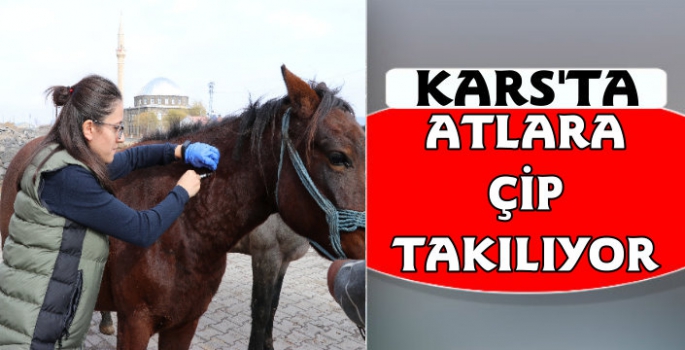 Kars'ta Atlara Çip Takılıyor