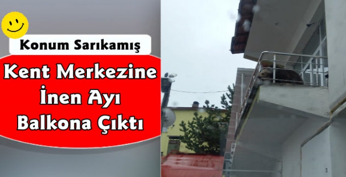 Kars'ta Ayı Balkona Çıktı