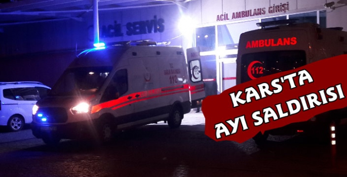 Kars'ta Ayı Saldırısı 1 Yaralı