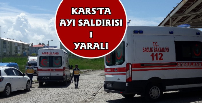 Kars'ta Ayı Saldırısı 1 Yaralı