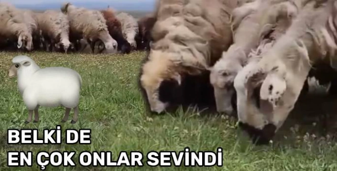 Kars'ta Baharın Gelişiyle Meralar Şenlendi