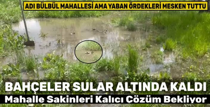 Kars'ta Bahçeler Göl Oldu, Ördekler Mesken Tuttu: Mahalle Sakinleri Kalıcı Çözüm Bekliyor