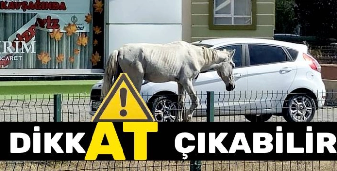 Kars'ta Başıboş At Tehlikesi Yeniden Gündemde