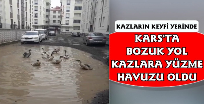 Kars'ta Bozuk Yolda Kazların Yüzme Keyfi