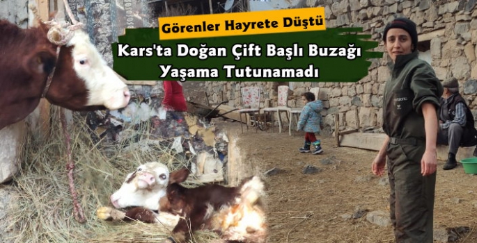 Kars'ta Çift Başlı Doğan Buzağı Yaşama Tutunamadı