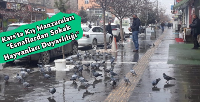 Kars'ta Esnaflardan Sokak Hayvanları Duyarlılığı