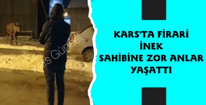 Kars'ta Firari İnek Sahibine Zor Anlar Yaşattı