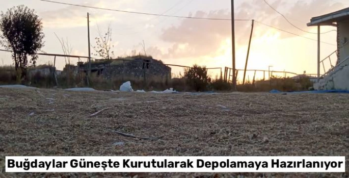 Kars'ta Hasat Zamanı: Buğdaylar Güneşte Kurutularak Depolamaya Hazırlanıyor