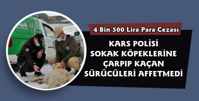Kars'ta Köpeğe Çarpıp Kaçanlara Ceza Yağdı