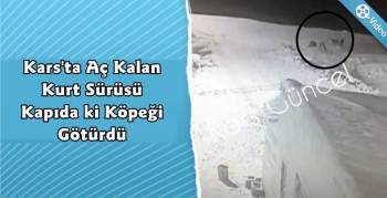 Kars'ta Köye İnen Kurt Sürüsü Köpeğe Saldırdı