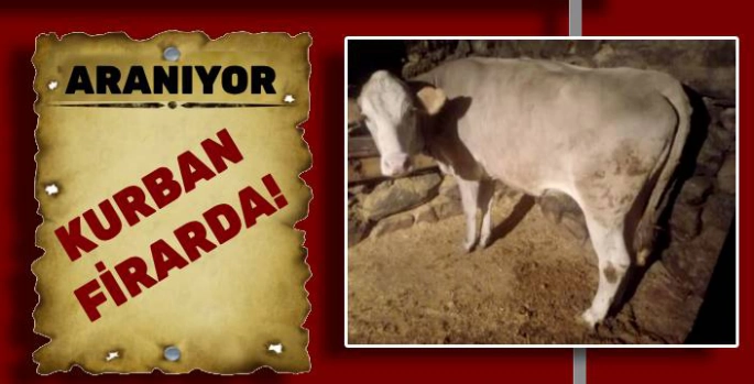 Kars'ta Kurbanlık Düve Sırra Kadem Bastı!