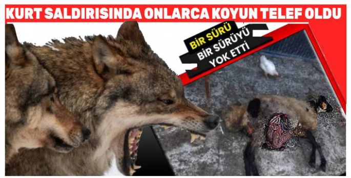 Kars'ta Kurt Saldırısı: Onlarca Koyun Telef Oldu