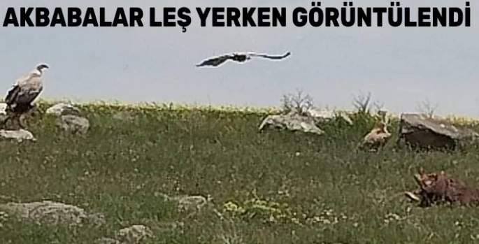 Kars'ta Nadir Görüntü: Akbaba Sürüsü Ani Örenyeri Yakınlarında Görüntülendi