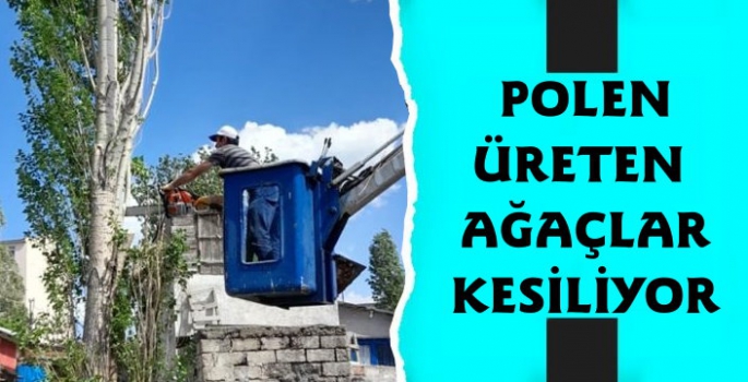 Kars'ta Polen Üreten Ağaçlar Kesiliyor