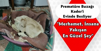 Kars'ta Prematüre Buzağı 'Kader'i Evinde Besliyor