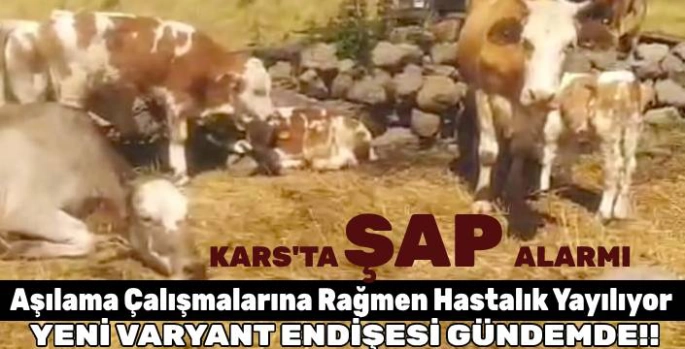 Kars'ta Şap Alarmı: Aşılama Çalışmalarına Rağmen Hastalık Yayılıyor