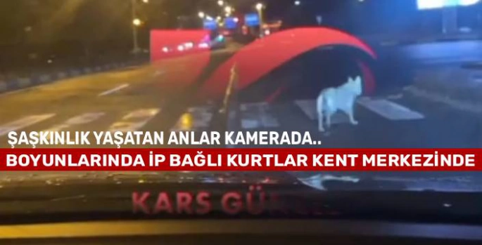 Kars'ta Şaşkınlık Yaratan Anlar: İp Bağlı İki Kurt Yerleşim Yerine İndi