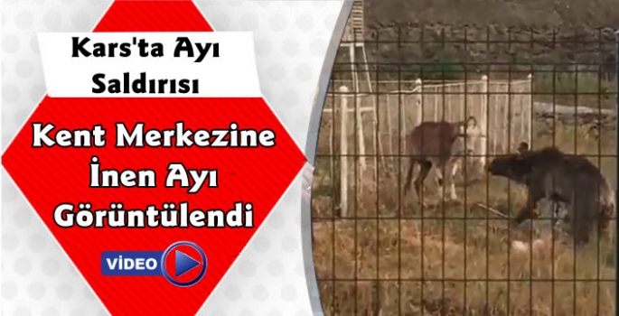 Kars'ta Şehir Merkezine İnen Ayı Keçiye Saldırdı