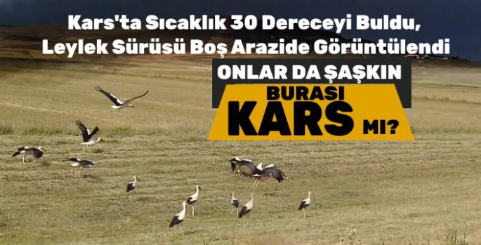 Kars'ta Sıcaklık 30 Dereceyi Buldu, Leylek Sürüsü Boş Arazide Görüntülendi