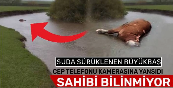 Kars'ta Şiddetli Yağış Can Aldı: Sulara Kapılan Büyükbaş Hayvan Telef Oldu